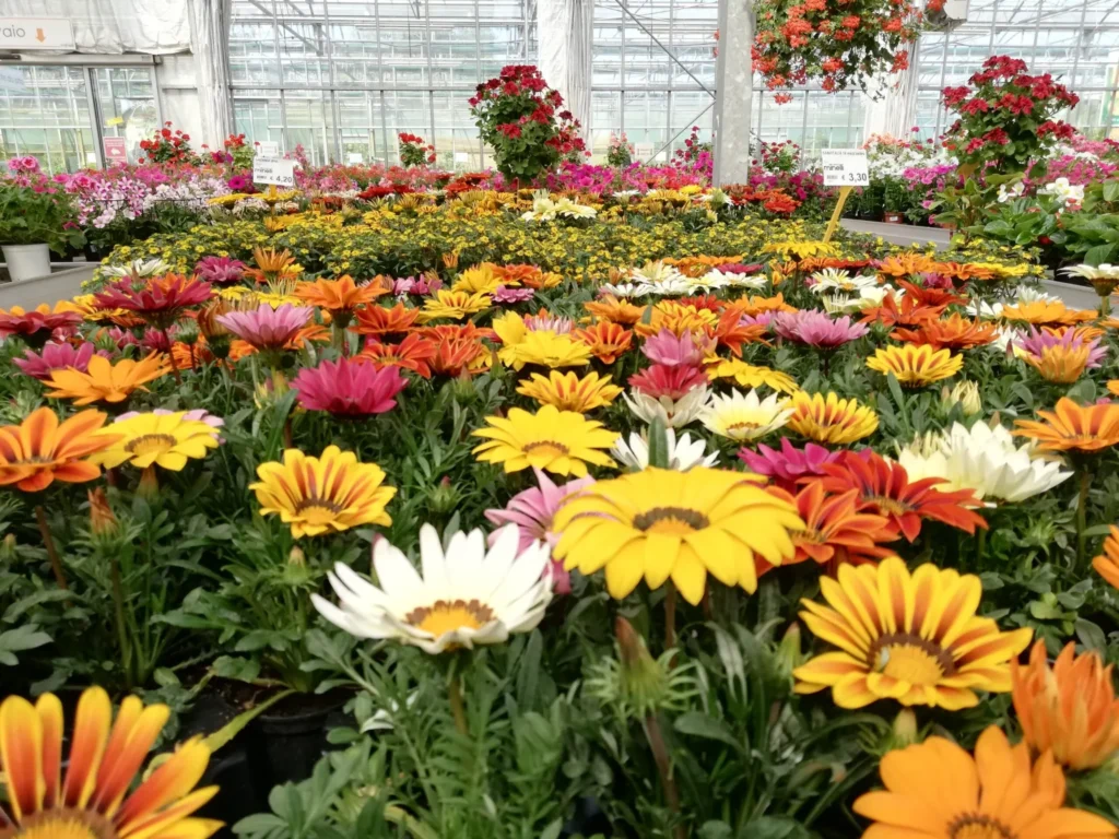 fiori primaverili minelli garden