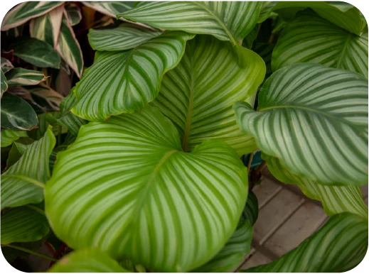Minelli-garden-piante-da-interno-28