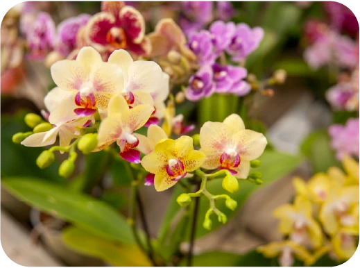 Minelli-garden-piante-da-interno-29