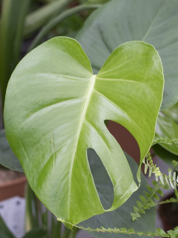 Piante da interno Minelli Garden