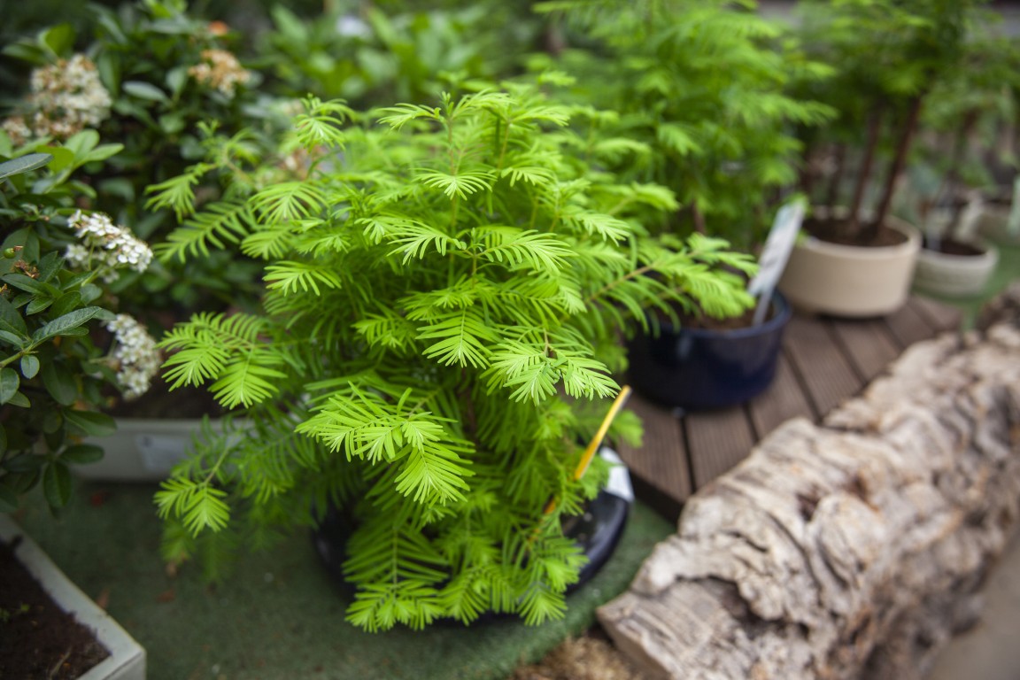 Piante da interno Minelli Garden