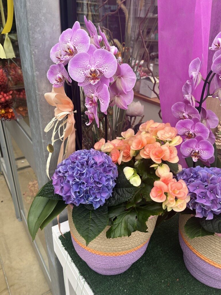 Piante da interno Minelli Garden