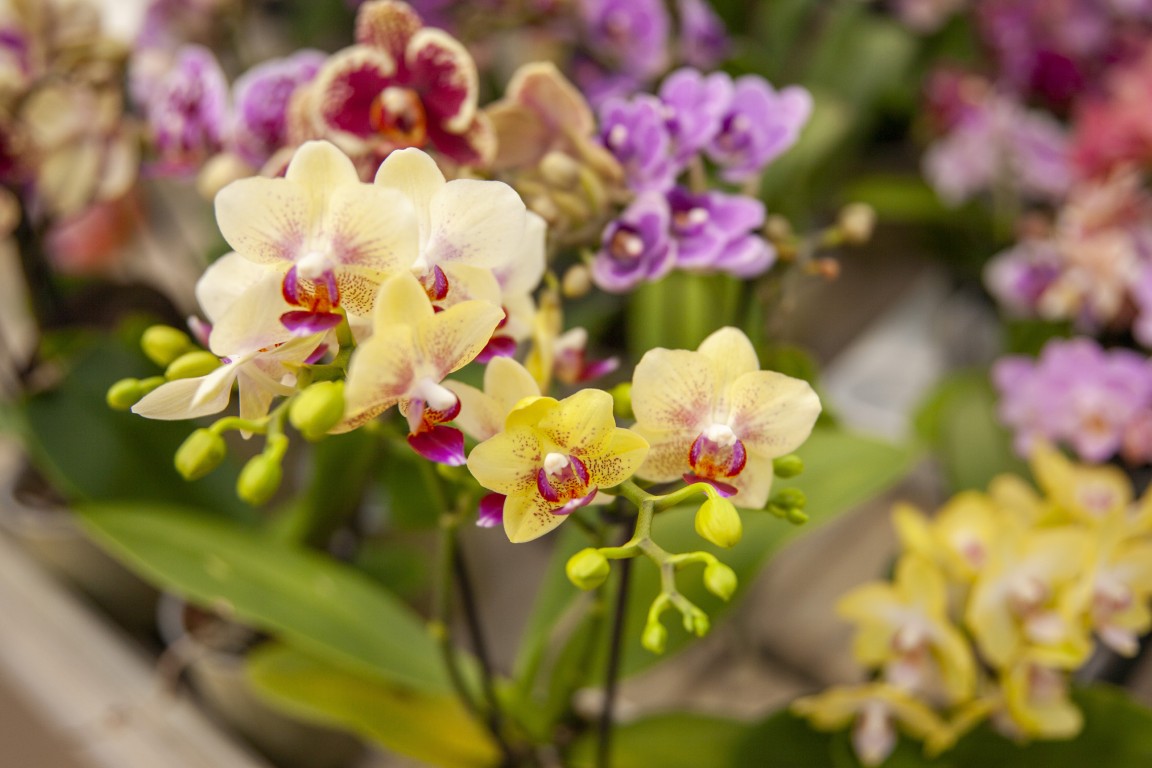 Piante da interno Minelli Garden