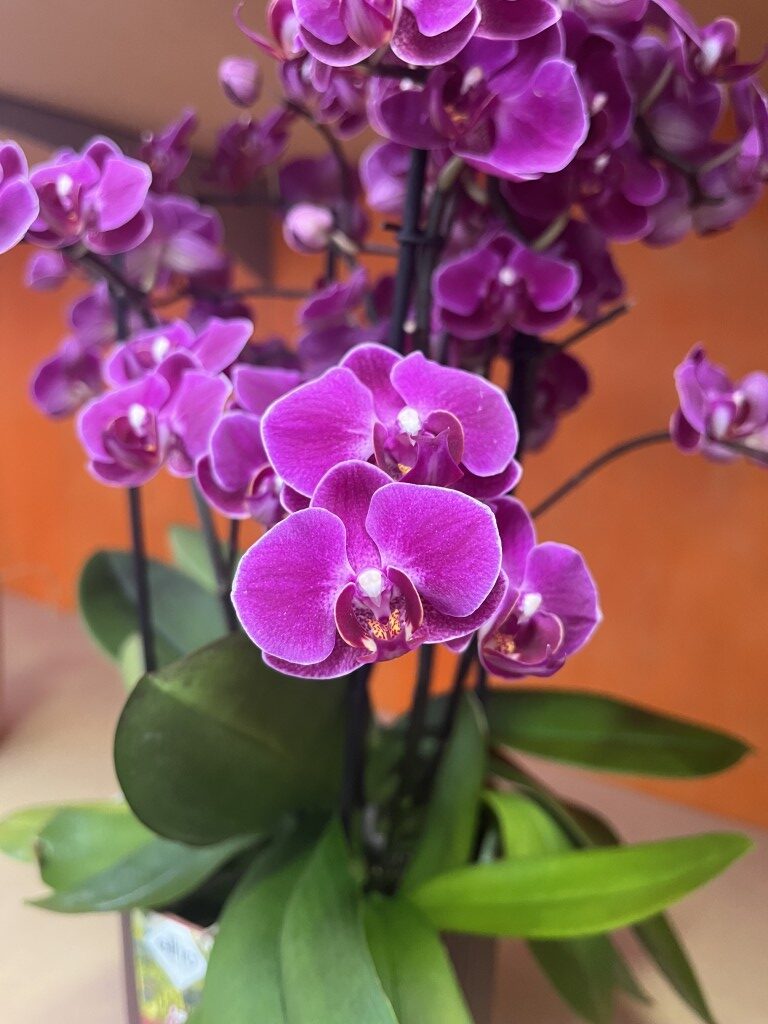 Piante da interno Minelli Garden