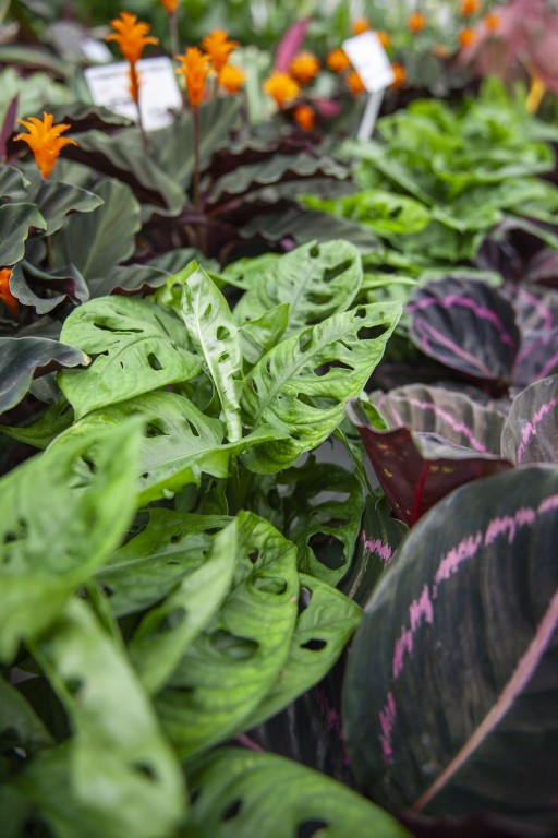 Piante da interno Minelli Garden