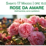 ROSE DA AMARE