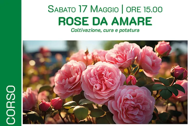 ROSE DA AMARE
