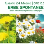 ERBE SPONTANEE