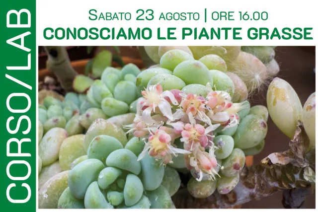 Conosciamo le piante grasse