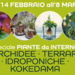 Speciale piante da interno: orchidee, terrari, idroponiche e kokedama