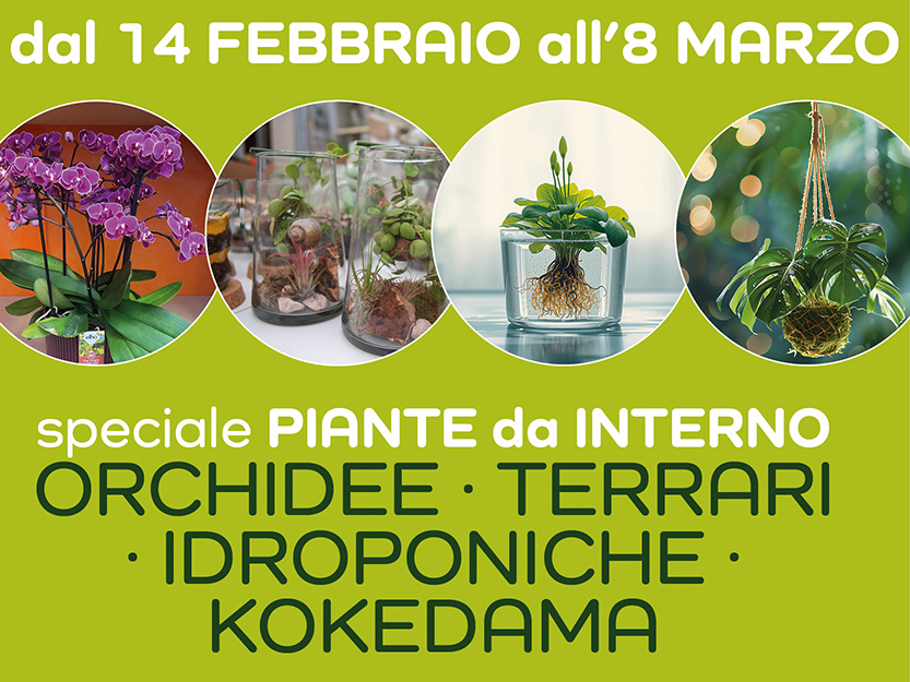 Speciale piante da interno: orchidee, terrari, idroponiche e kokedama