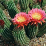 Giugno: Mese delle Piante Grasse