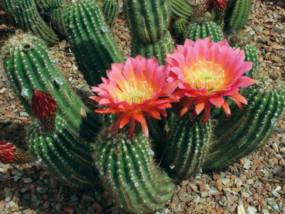 Giugno: Mese delle Piante Grasse