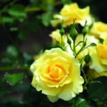 Maggio • Mese delle Rose