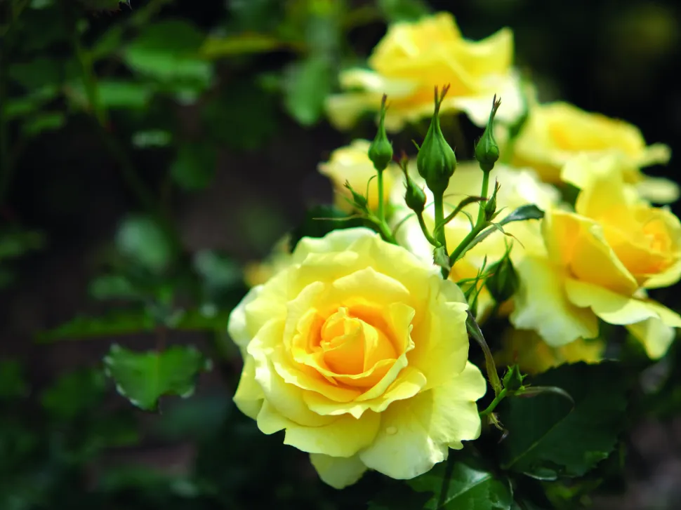 Maggio • Mese delle Rose