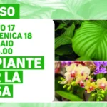 Le piante per la casa