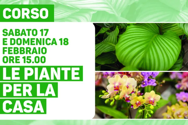 Le piante per la casa