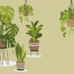 Agosto/Settembre - Mese delle Piante Verdi