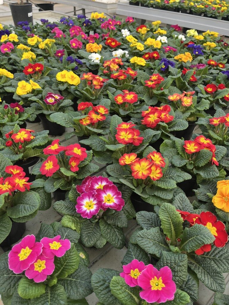 autunno-inverno-Minelli-3