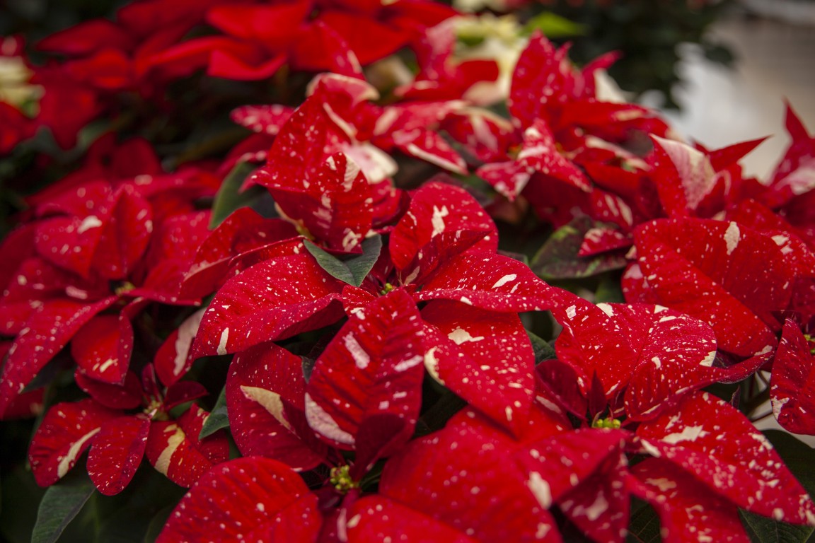 autunno-inverno-Minelli-4