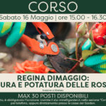 Regina di Maggio: cura e potatura delle rose