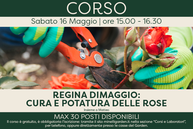 Regina di Maggio: cura e potatura delle rose