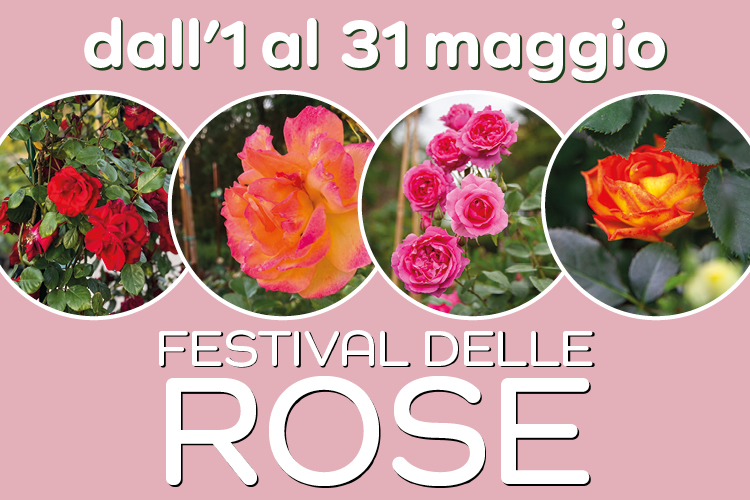 Il festival delle rose